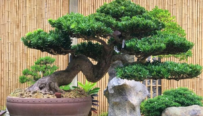 Gợi ý các loại cây trồng sân vườn biệt thự hợp phong thủy 1 Cây tùng la hán trồng trong sân vườn biệt thự