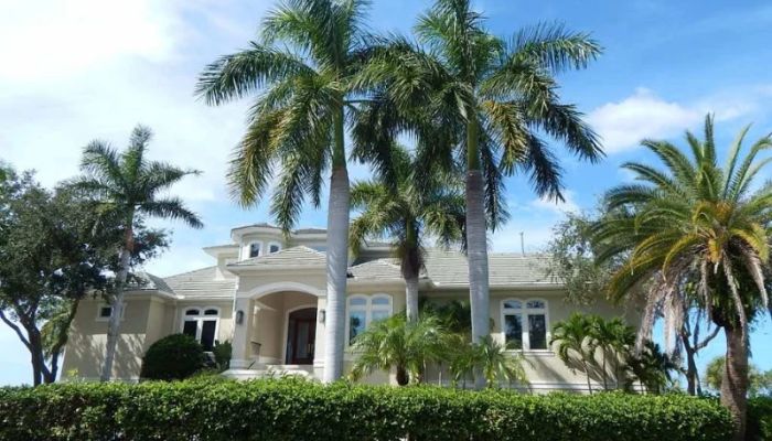 Gợi ý các loại cây trồng sân vườn biệt thự hợp phong thủy 2 Cây cau vua biểu tượng của sự quyền quý