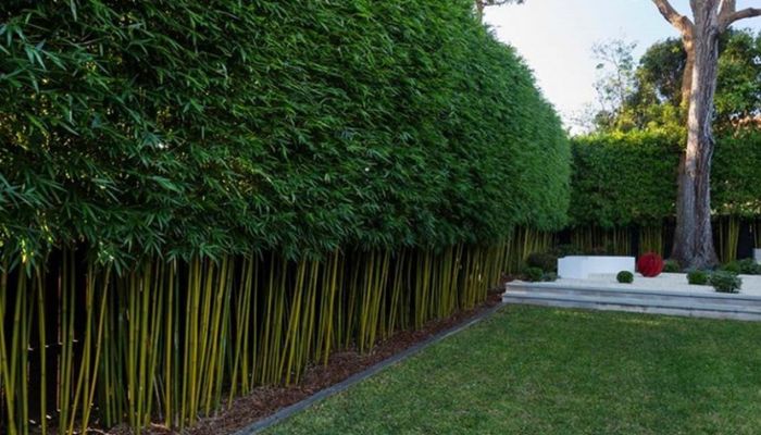 Gợi ý các loại cây trồng sân vườn biệt thự hợp phong thủy 3 Cây trúc quân tử phù hợp cho không gian cần sự riêng tư