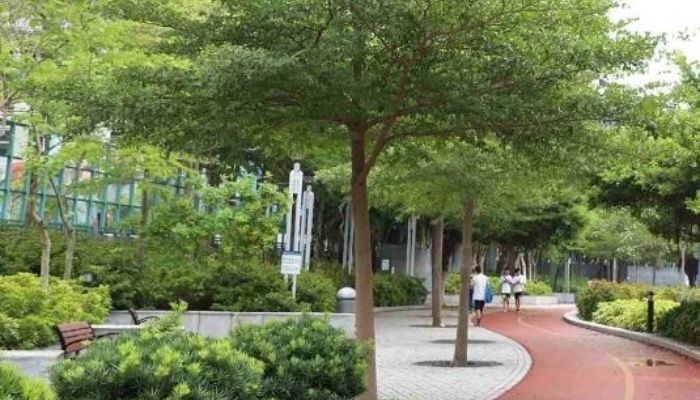 Gợi ý các loại cây trồng sân vườn biệt thự hợp phong thủy 5 Cây bàng Đài Loan đem lại nét hiện đại