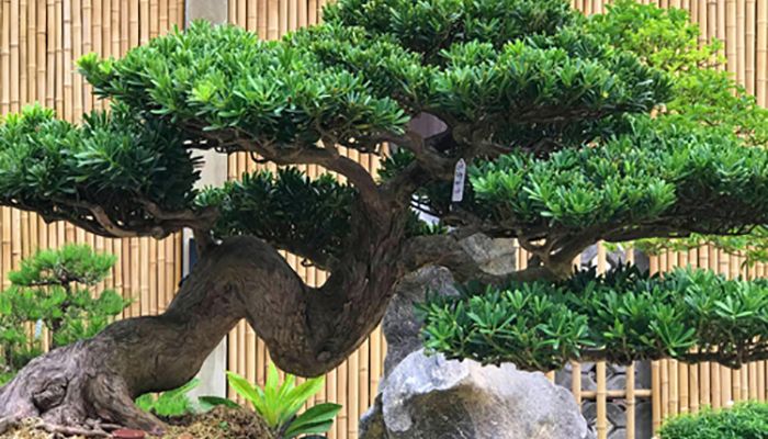 Cây tùng la hán trồng ban công