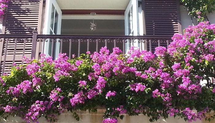 Hoa giấy trồng ban công biệt thự