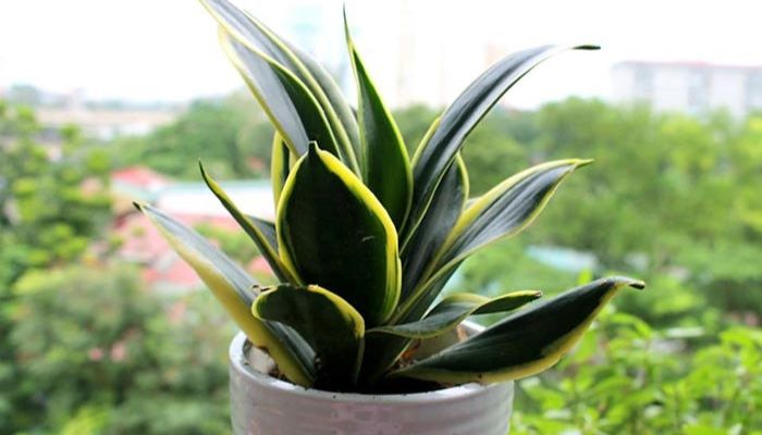 Cây lưỡi hổ trồng ban công biệt thự
