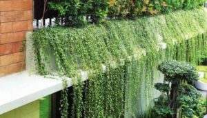 Top 5 cây trồng ban công biệt thự đẹp hợp phong thuỷ 60 Top cây trồng ban công biệt thự hợp phong thuỷ