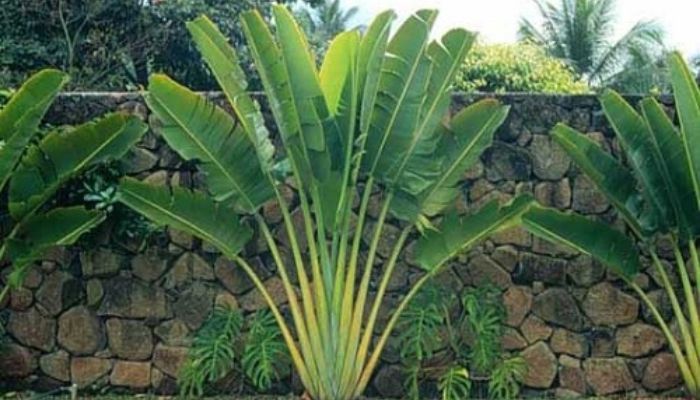 Cây chuối rẻ quạt trồng ban công biệt thự