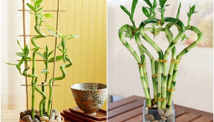 Cây phú quý trồng ban công biệt thự